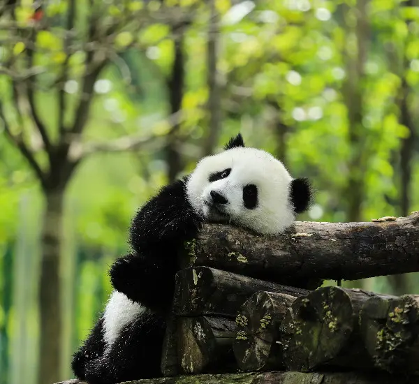 2-Week China Essence and Panda Tour