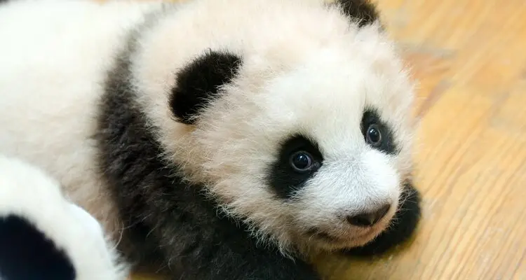 baby panda