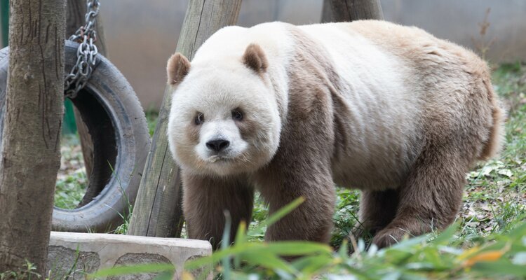 brown Giant Panda