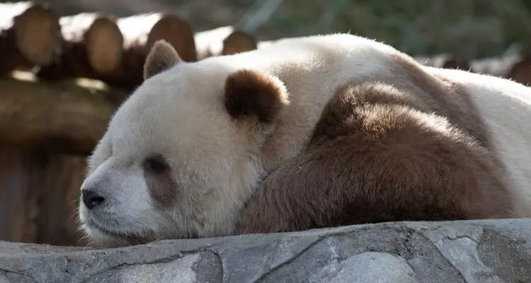 brown Giant Panda