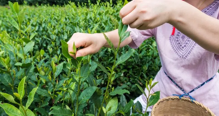 Meijiawu Tea Plantation