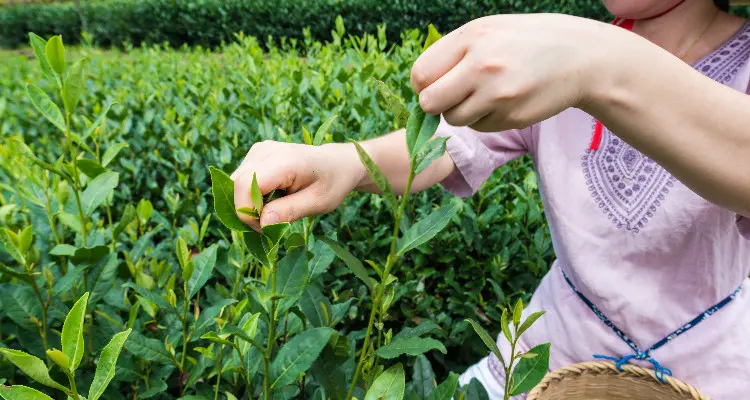 Meijiawu Tea Village