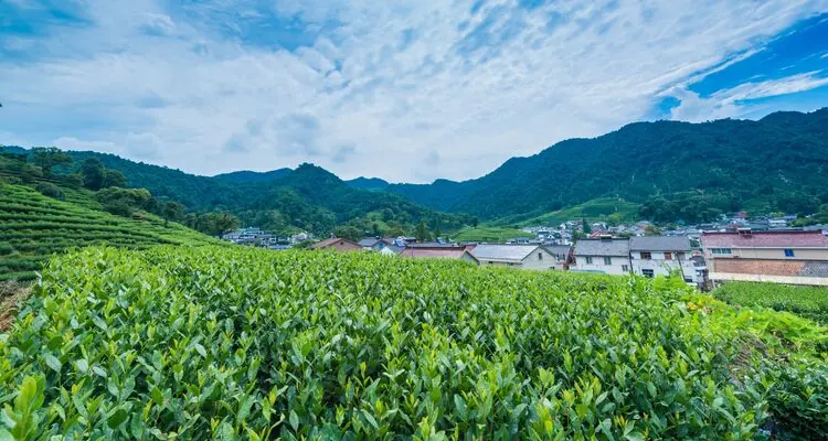 Meijiawu Tea Village