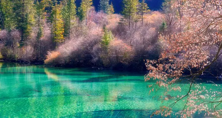 green lake and forest