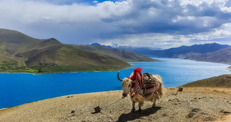 A yak on the bank of Lake Yamdrok