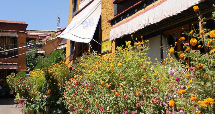 flowers in Tsangkhung Nunnery