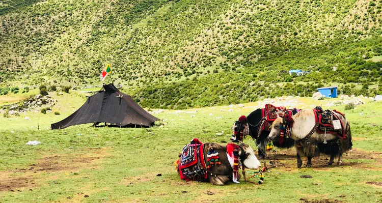 yaks on the pasture