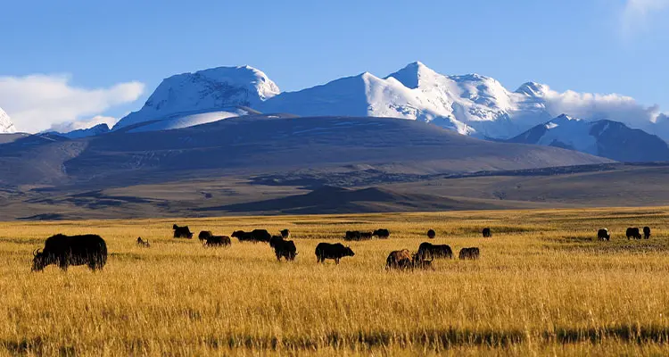 Yaks and snow mountains