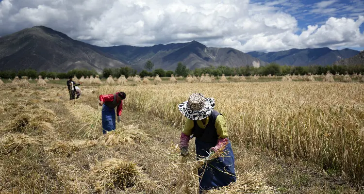 people working in barley fields