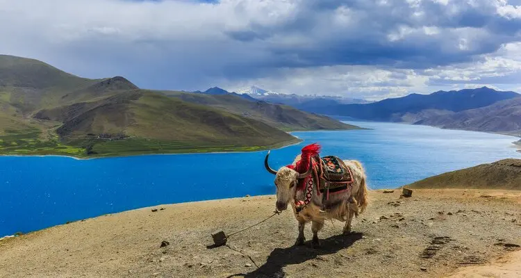 A yak on the bank of Lake Yamdrok