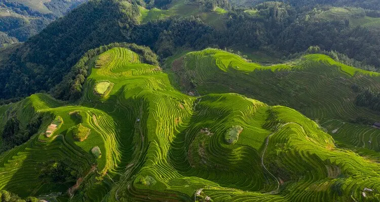 Longji rice terraces