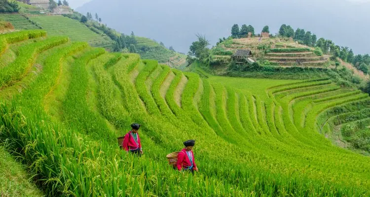 Longji rice terraces