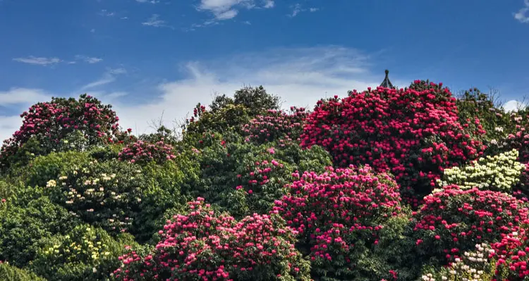 the bridge with a pavillion