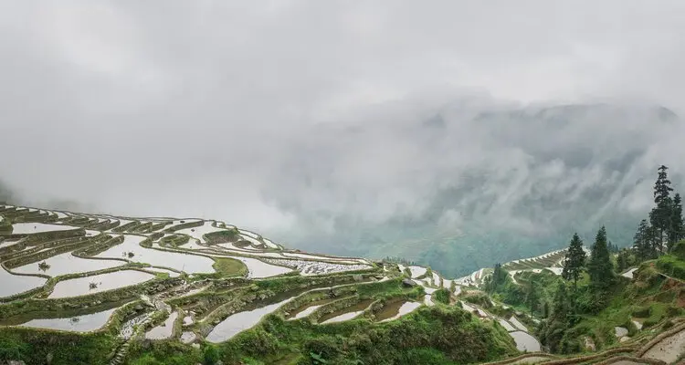 Rice Terraces