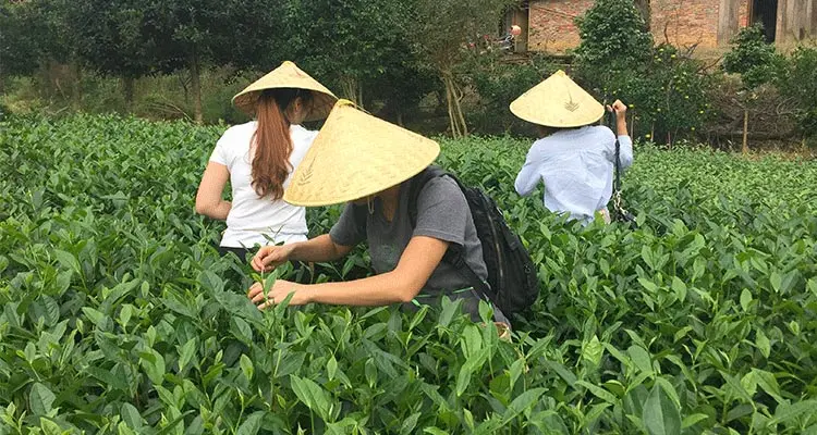 pick tea leaves in a tea garden