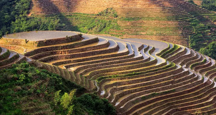 the yellow rice fields