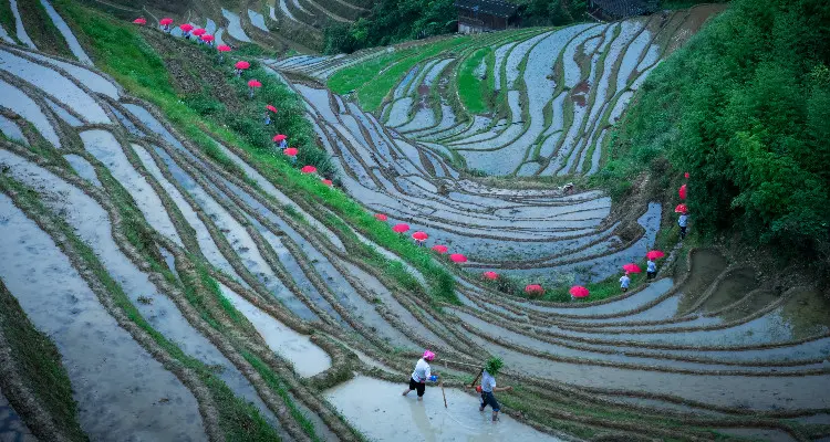 harvest time for rice