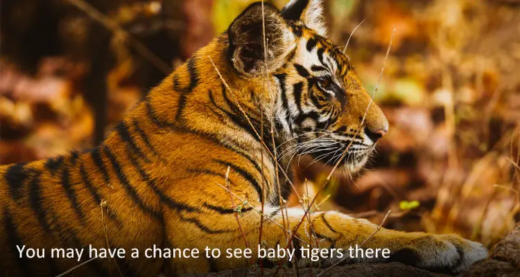 Experience a Wild Safari at Siberian Tiger Park