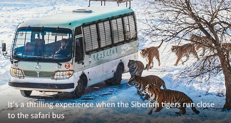 Experience a Wild Safari at Siberian Tiger Park