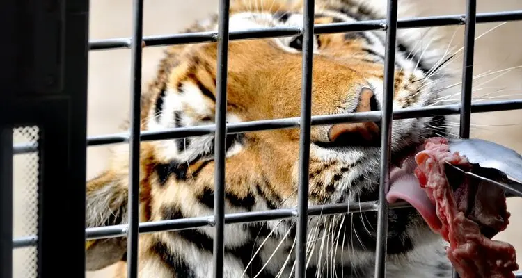 hungry tiger in Harbin