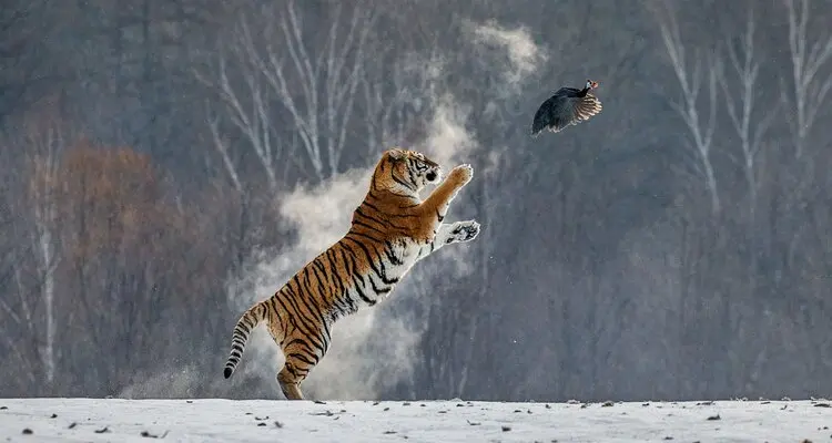 Hengdaohezi Siberian Tiger Park