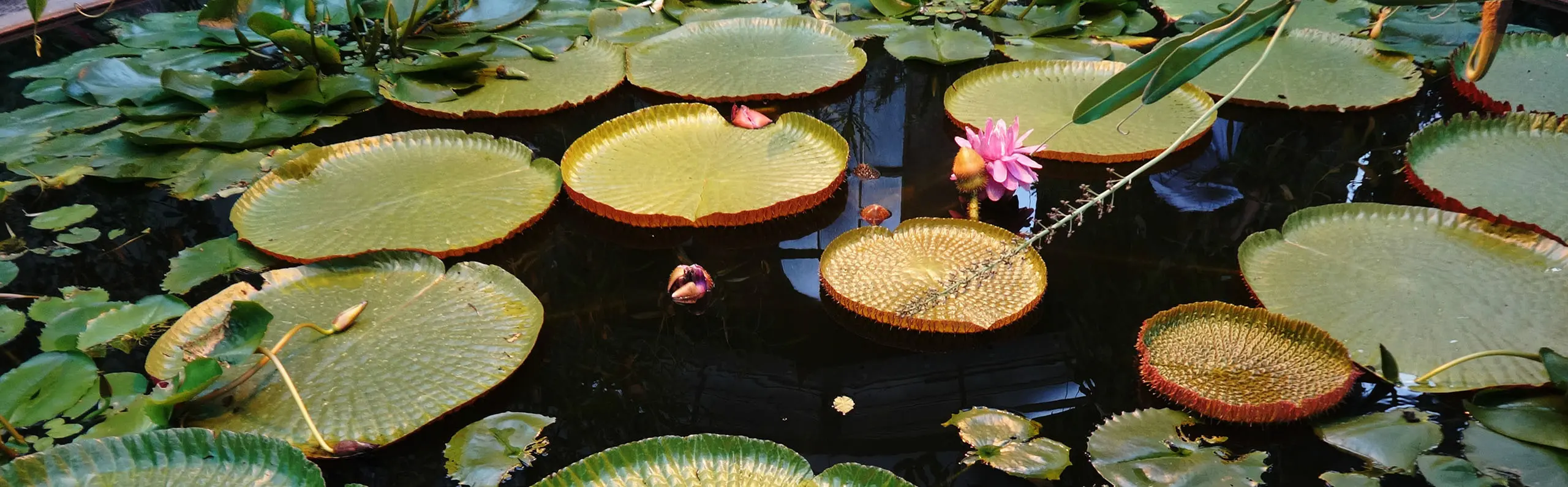 6-Day Xishuangbanna and Pu’er Tour