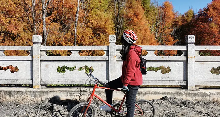 the red and yellow trees