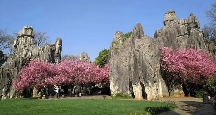The Stone Forest