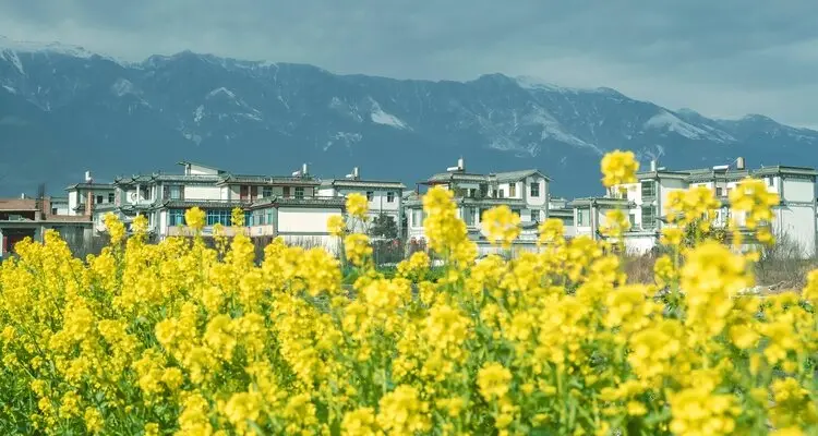 canola flowers in Xizhou Village