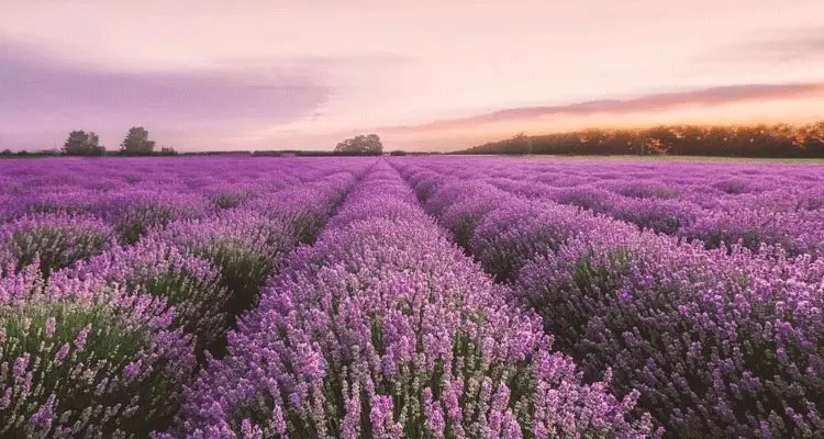 lavender plantation