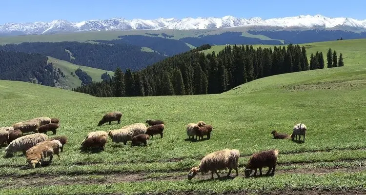 Grass land with a horse on it