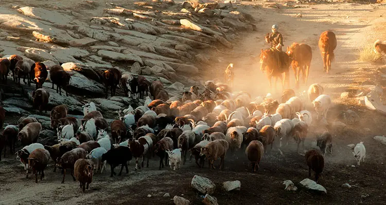 Tuvas people and his sheep
