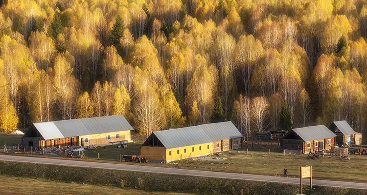 The wooden houses and the yellow forest