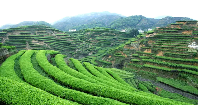 Anxi tea farm