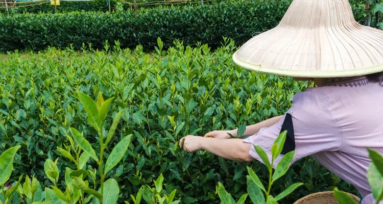picking tea leaves