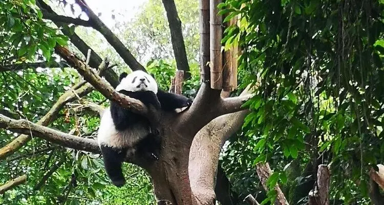 panda