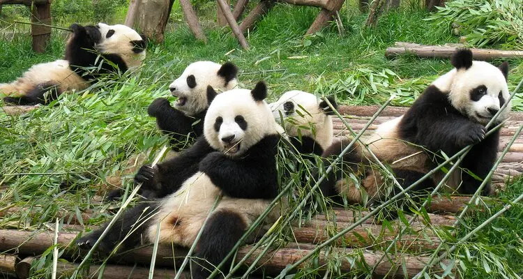 Giant Pandas