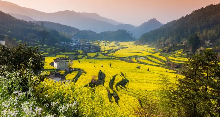 Wuyuan rape flowers fields