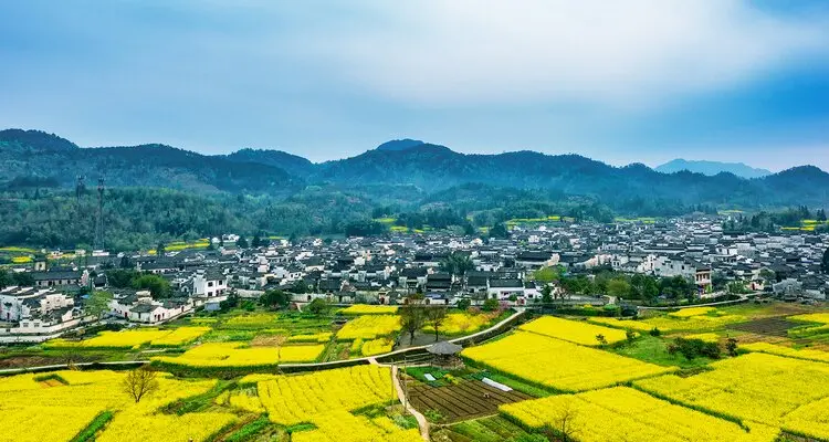 Wuyuan rape flowers fields