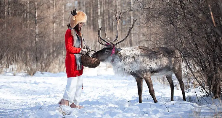 Feed the reindeer