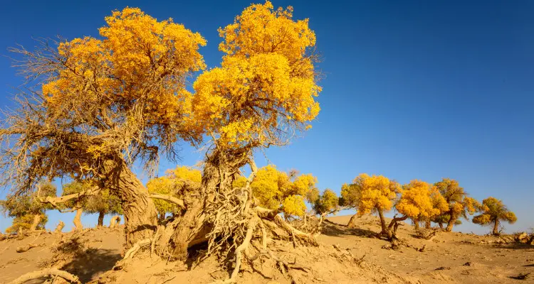 the poplar forests in desert