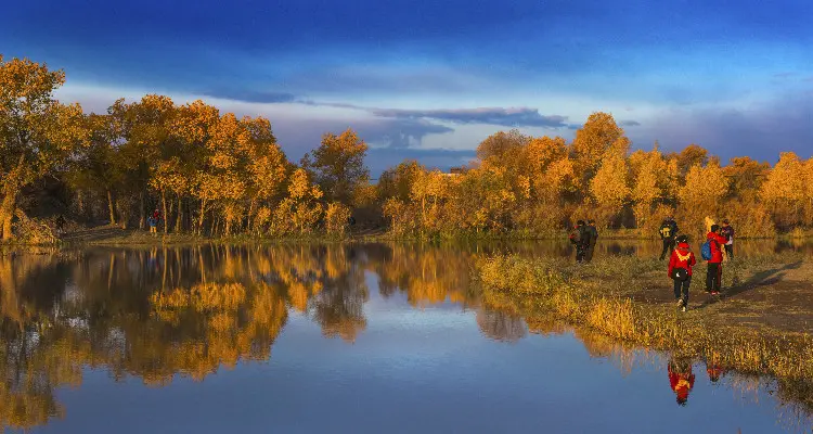 the wonderful view of poplar forests in fall