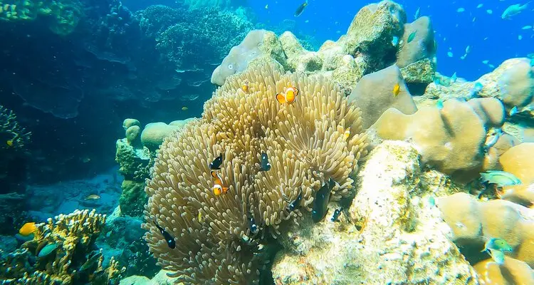 Surin Islands' underwater scenery