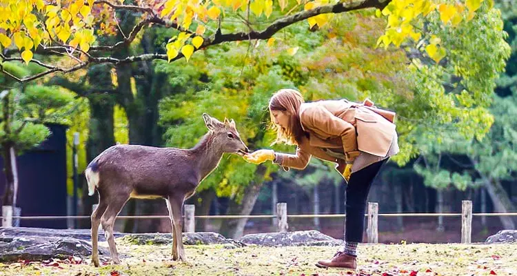 feeding the deer in Nara Park