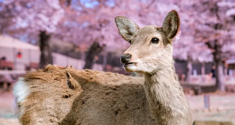 deer at Nara Park in Spring