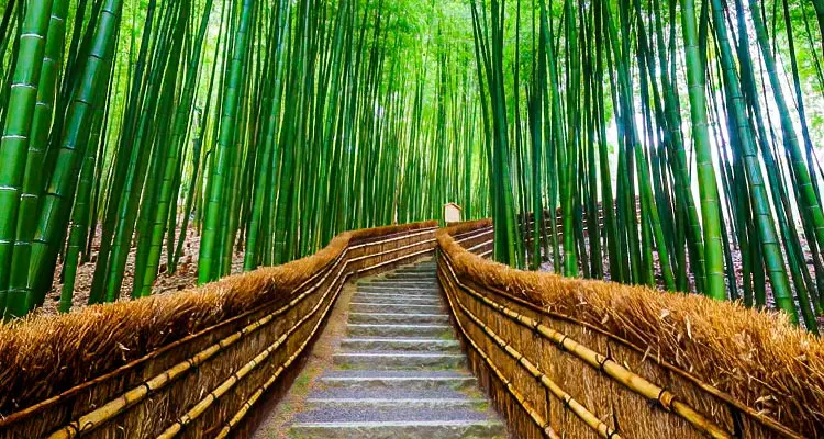 bamboo groves at Arashiyama