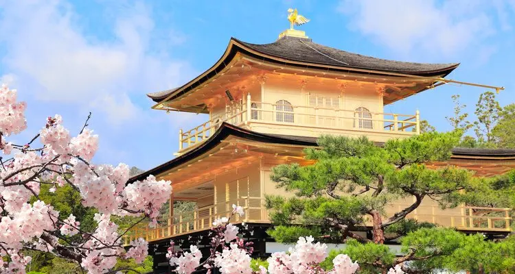 Kinkaku-ji cherry blossoms