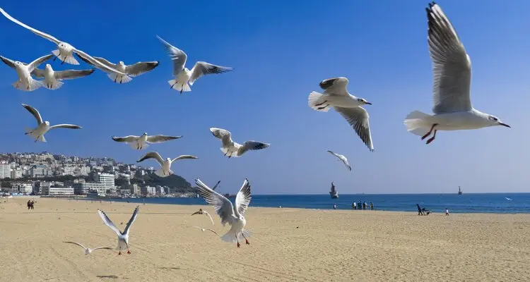Haeundae beach