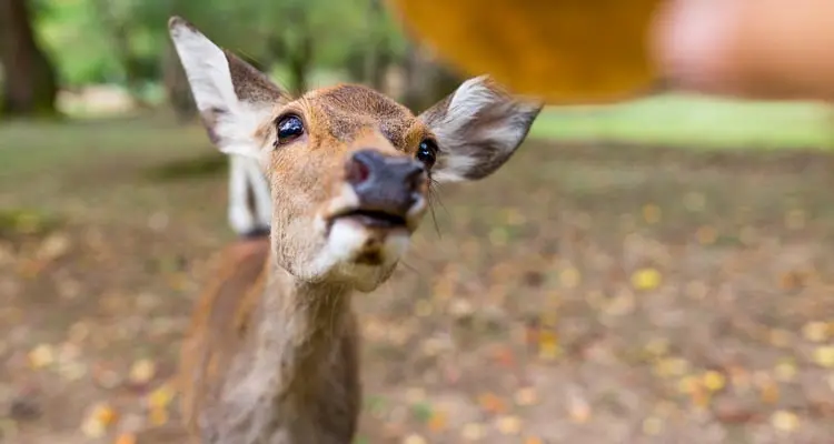 deer at Nara Park