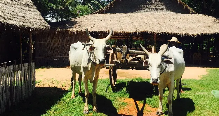 a ox-cart ride near Siem Reap